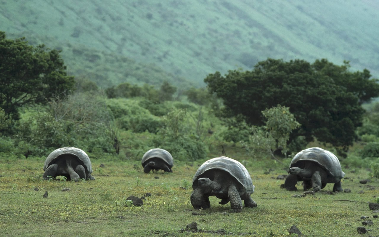 Стадо гигантских черепах