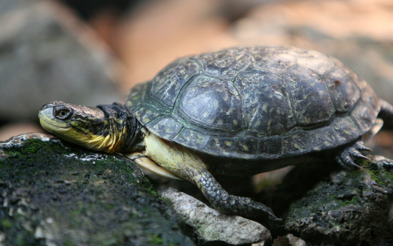 Черепаха на камнях