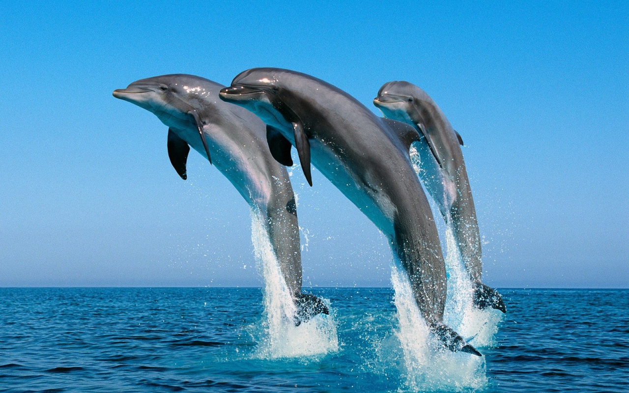 Дельфины афалины