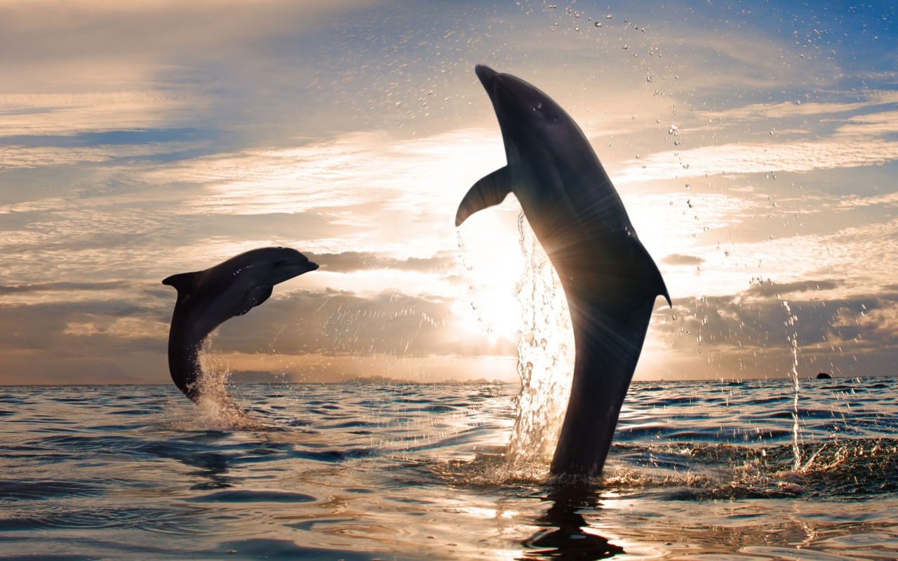 Дельфины играют в море