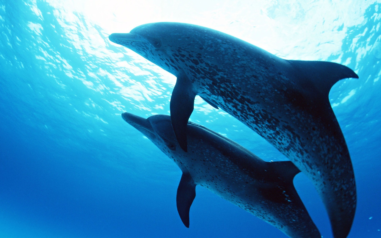 Дельфины на глубине