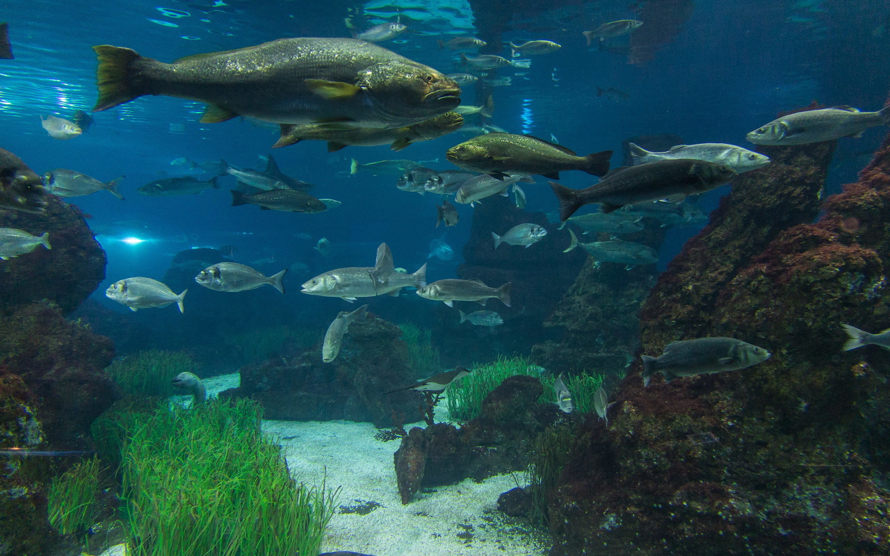 Рыбы в реке