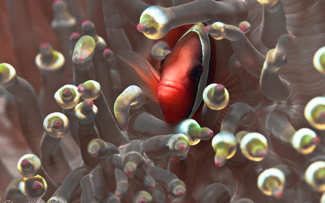 Красная глазастая рыбка