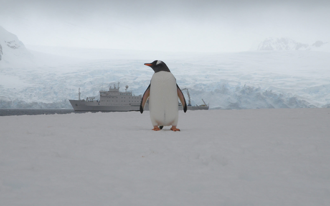 Единственный пассажир с корабля