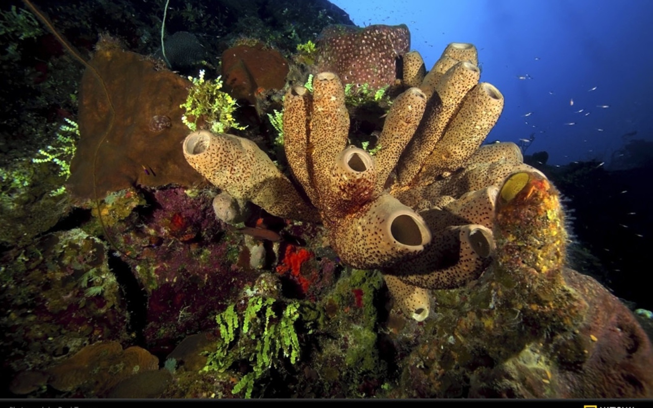 Жизнь на подводных камнях