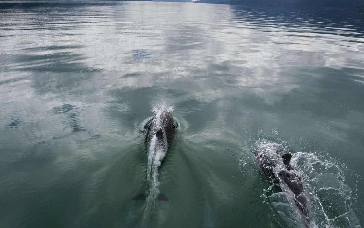 Дельфины плывут по морю