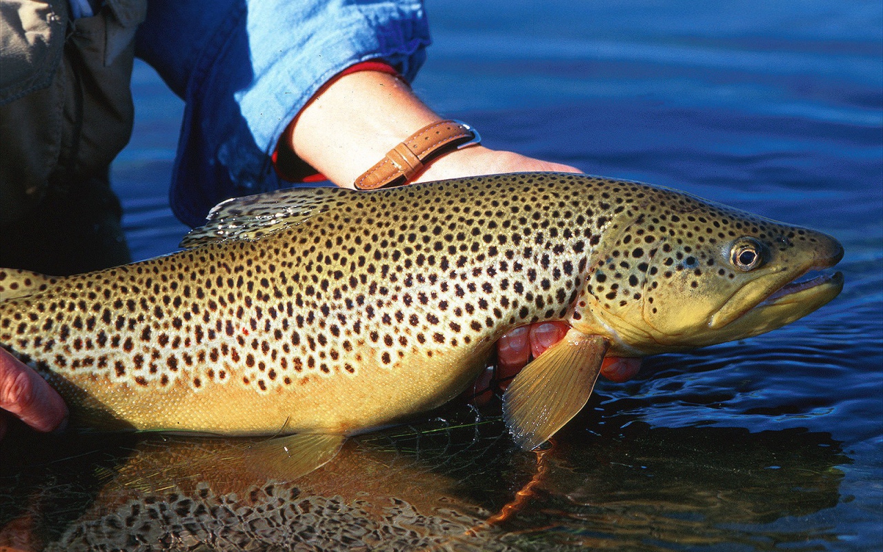 Большая пятнистая рыба