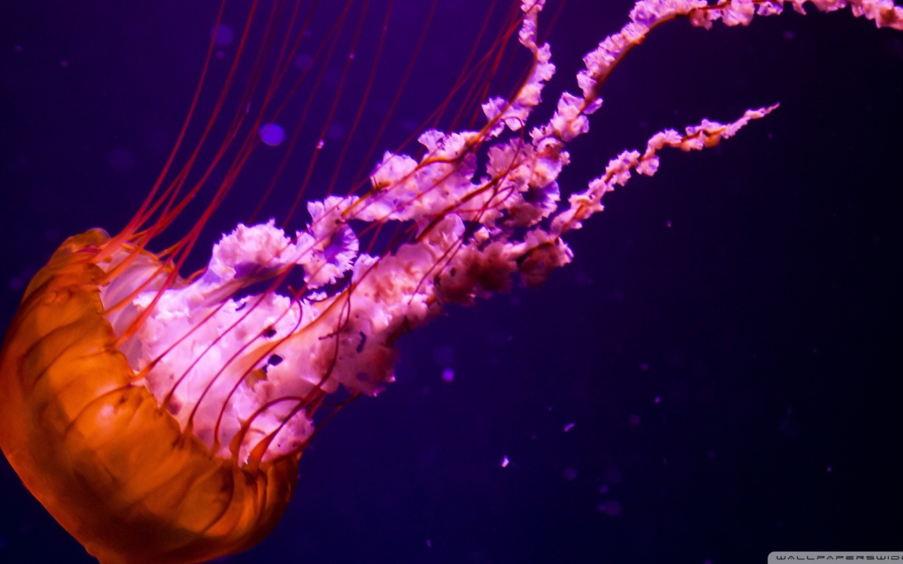 Оранжевая медуза