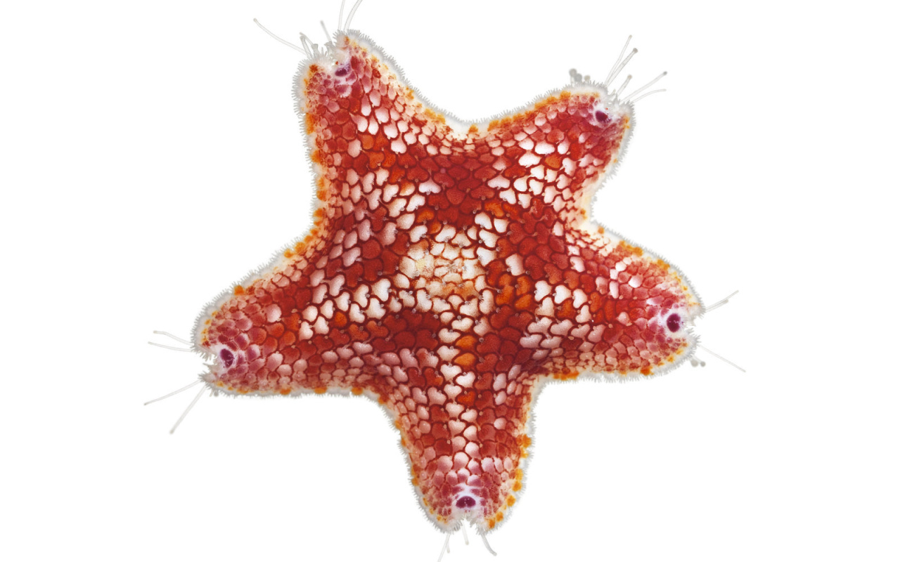 Морская звезда