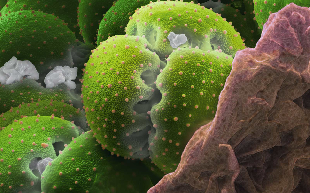 Природа подводного мира