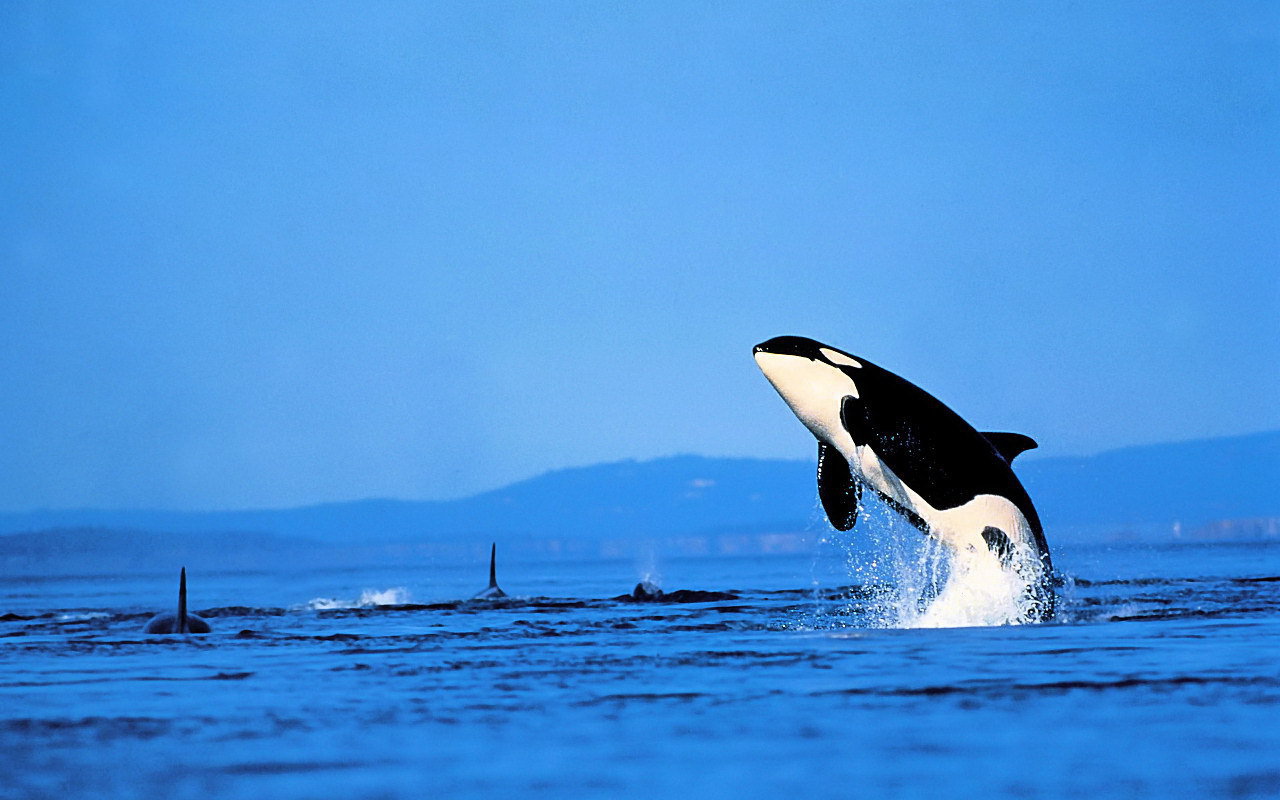 Касатка выпрыгнула из воды
