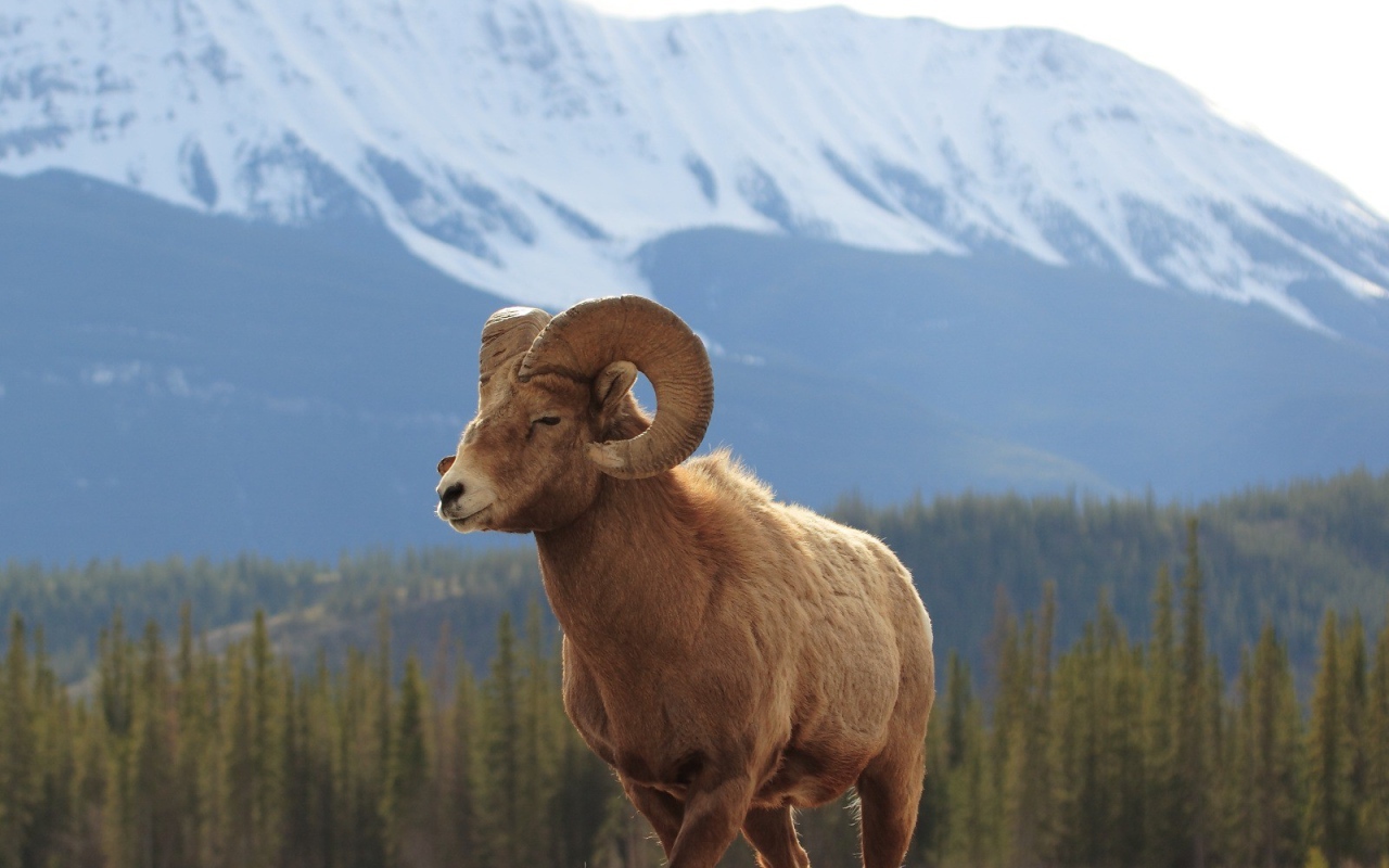 Горный баран