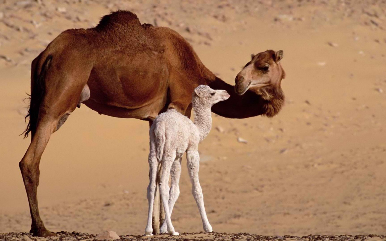 Верблюд с верблюжонком