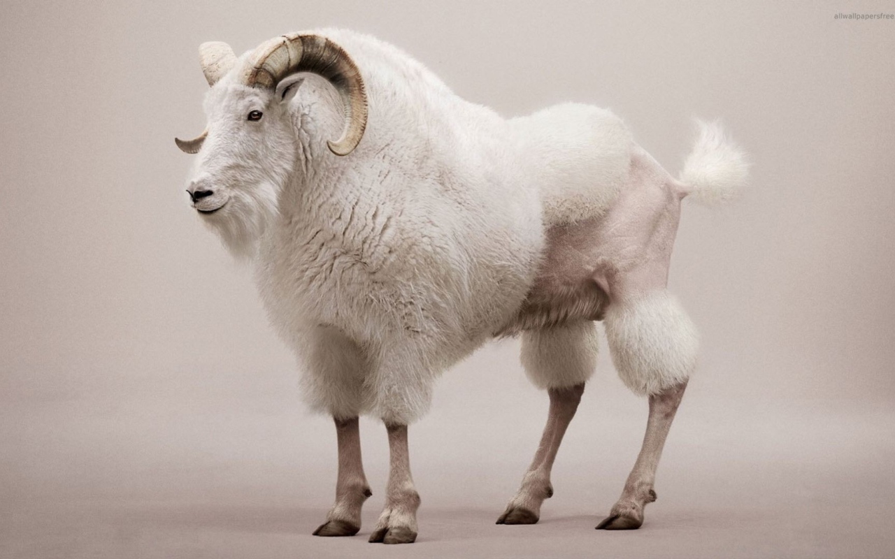 Козел со стрижкой под пуделя