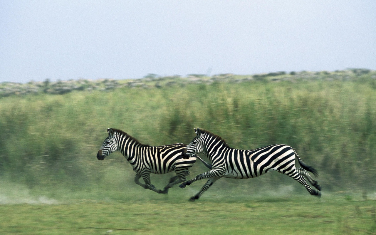 Зебры бегут