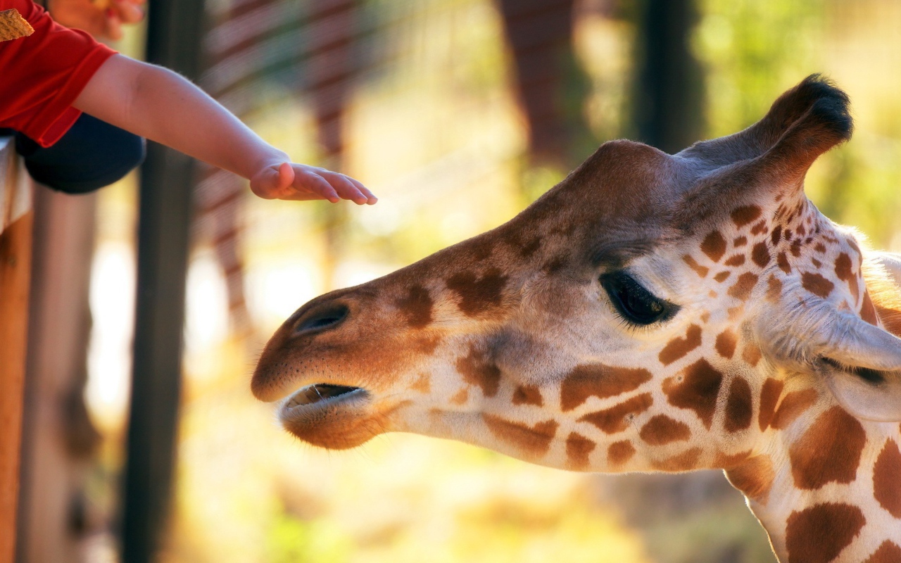 Голова жирафа и рука ребенка