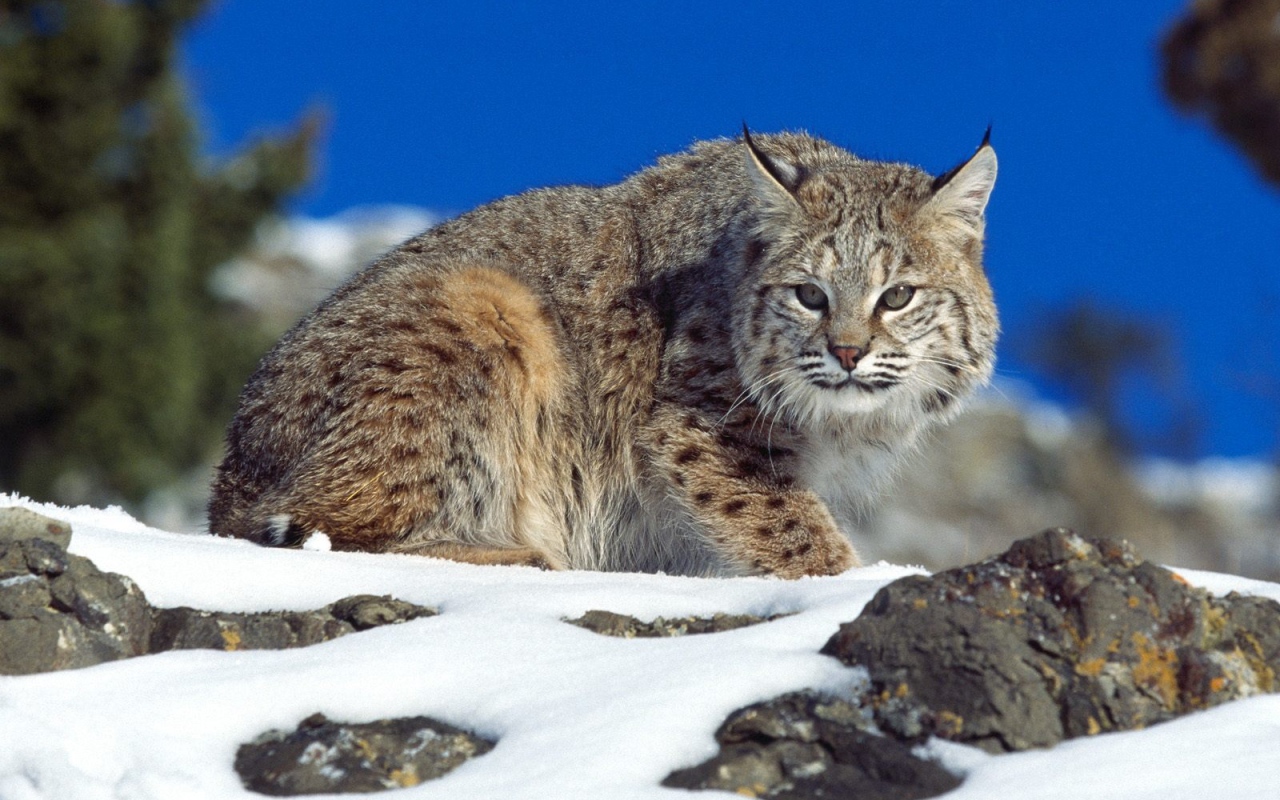 Рысь на снегу