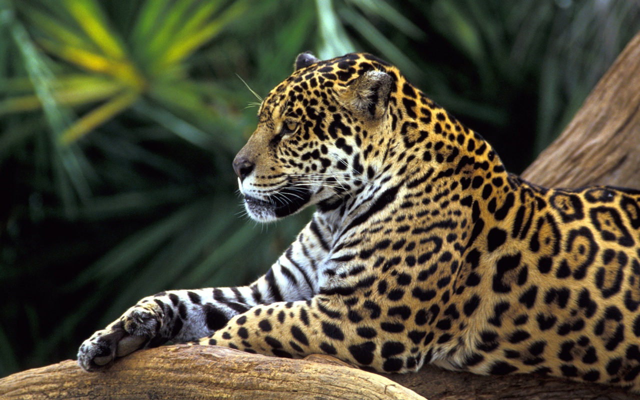 Ягуар в джунглях Амазонки