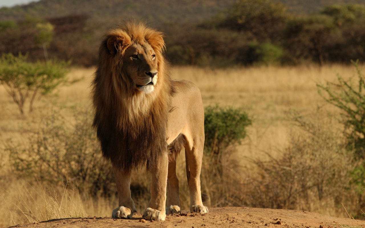 Лев царь зверей