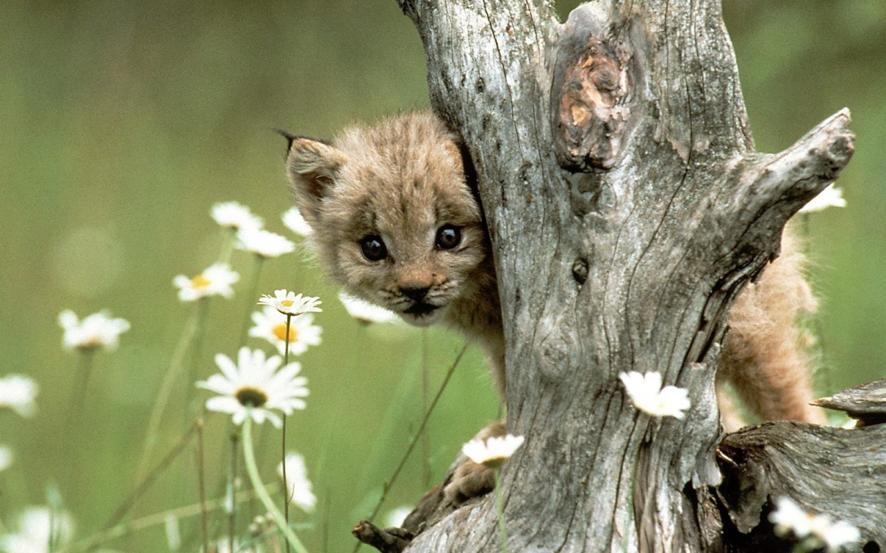 Детеныш рыси