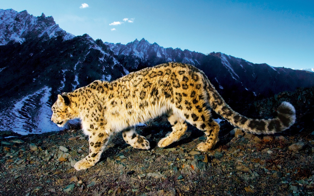 Снежный леопард