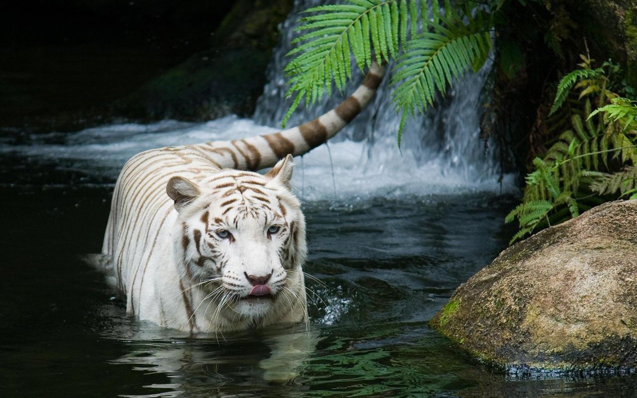 Великолепный белый тигр