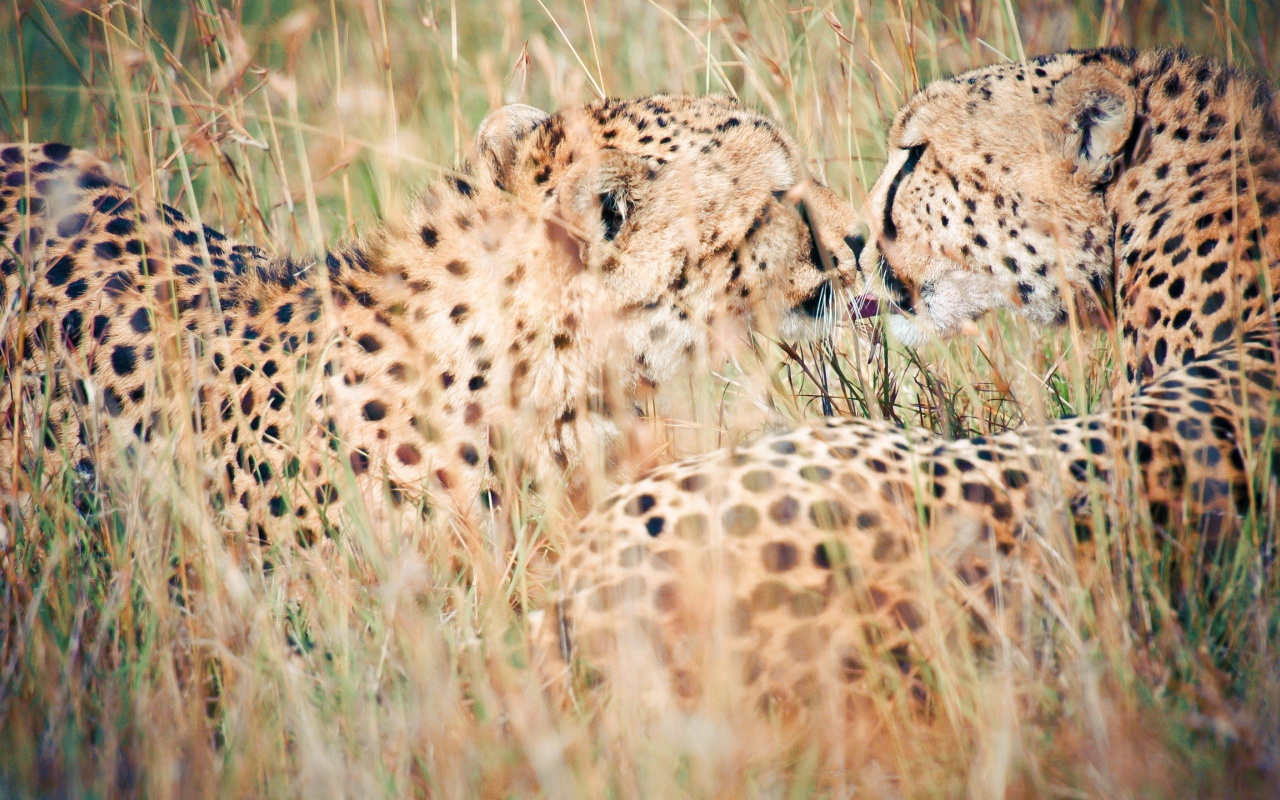 Дикий поцелуй