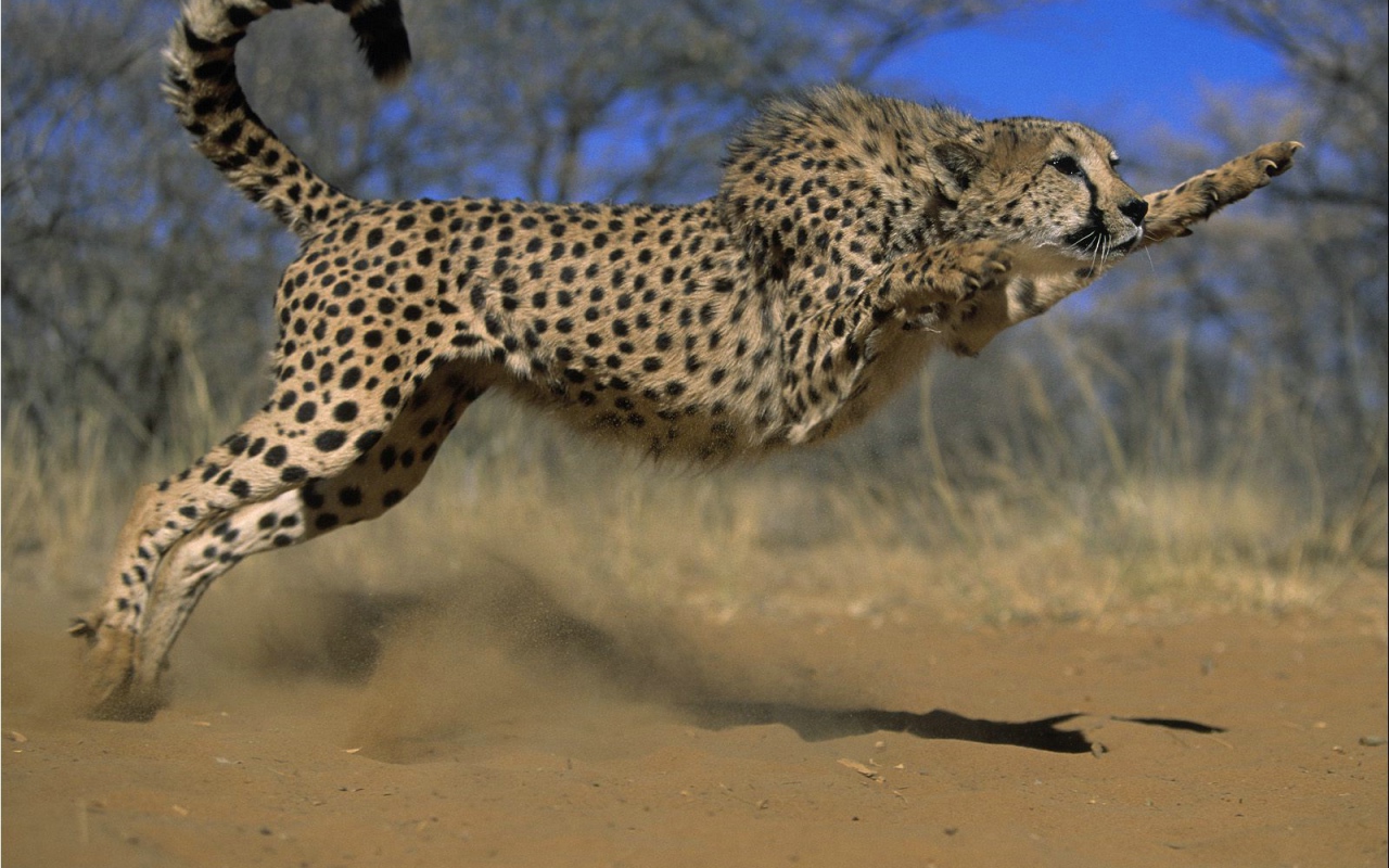 Прыжок гепарда