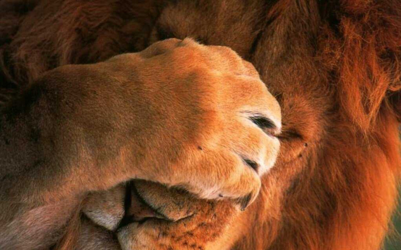 Лев закрыл глаза лапой