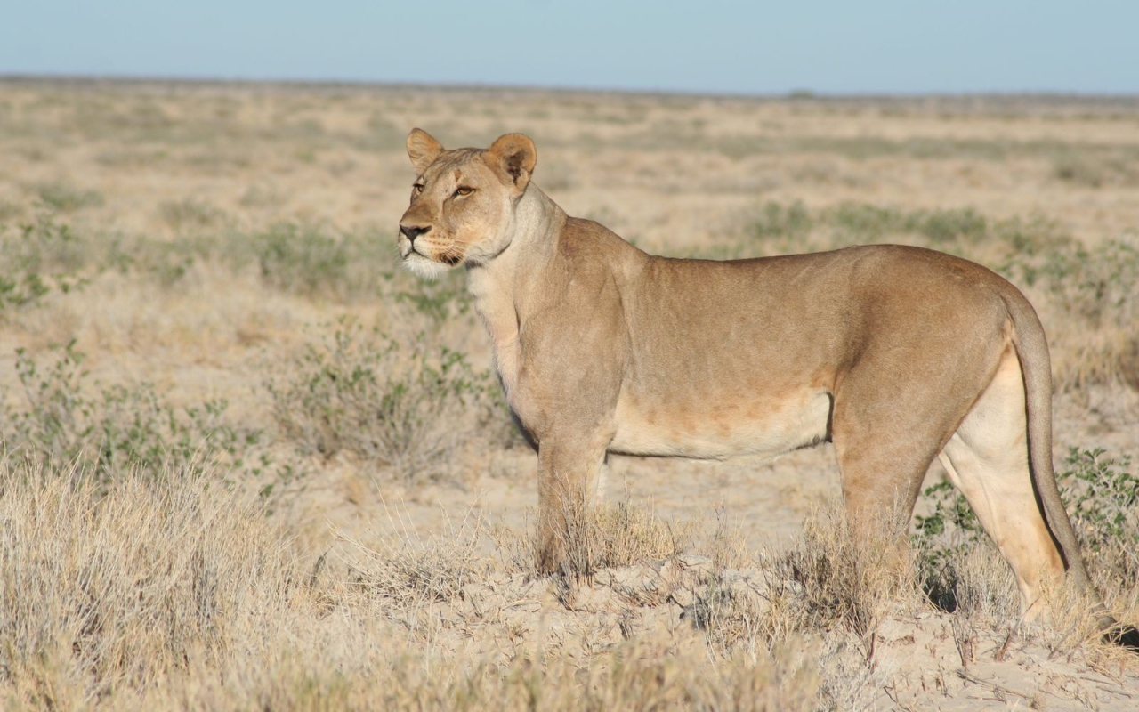 Львица вышла на охоту