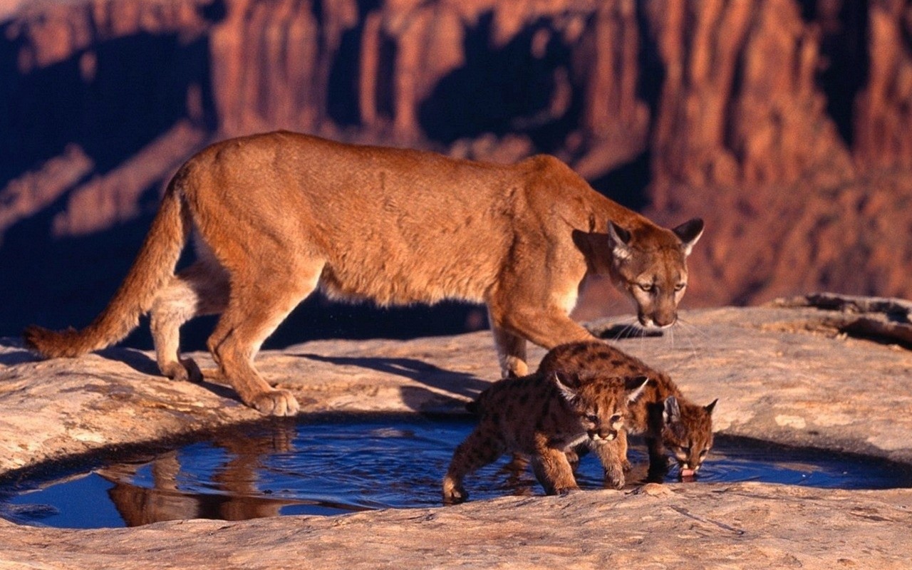 	   Puma with kittens