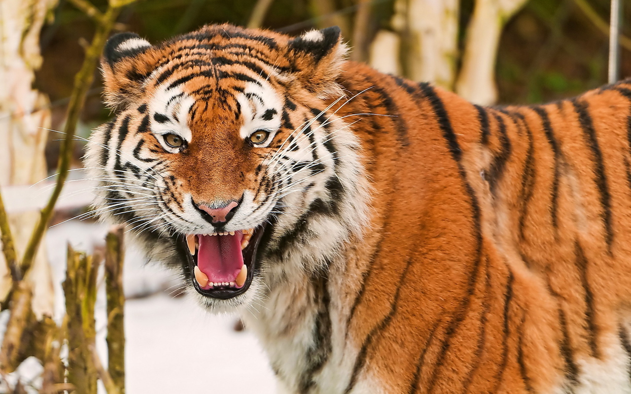 Амурский тигр рычит