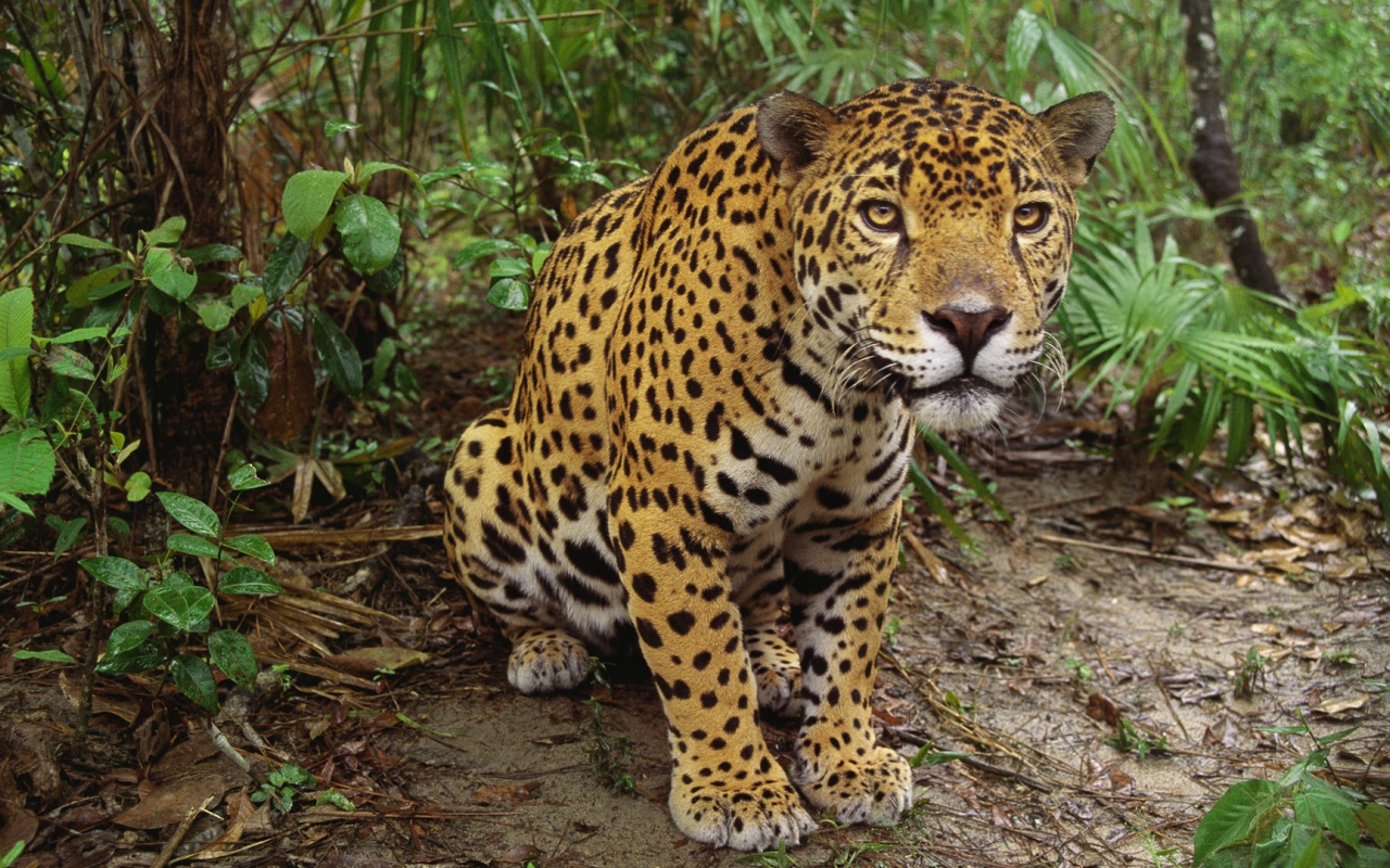 Леопард приготовился к прыжку