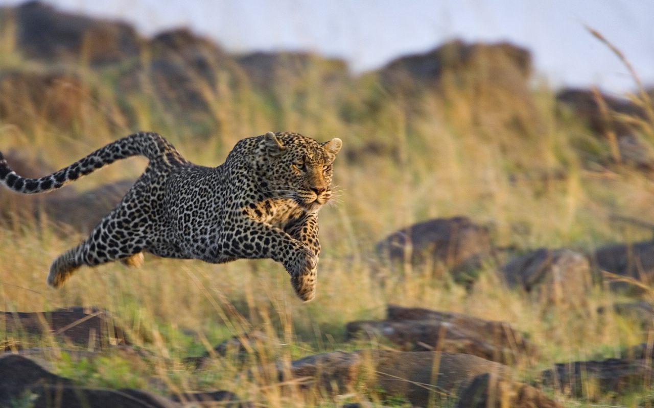 Леопард в прыжке