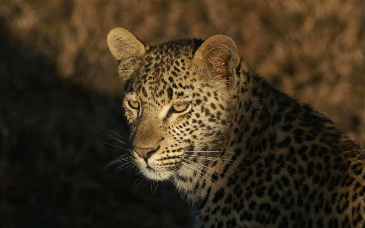 Дикая кошка леопард