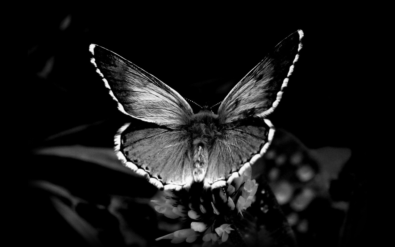 Черная бабочка на обоях