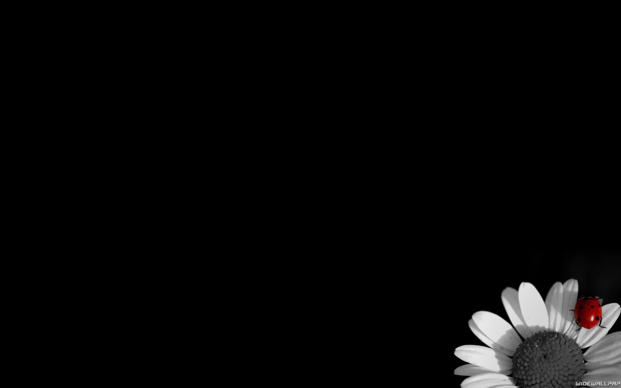 Цветок на черных обоях