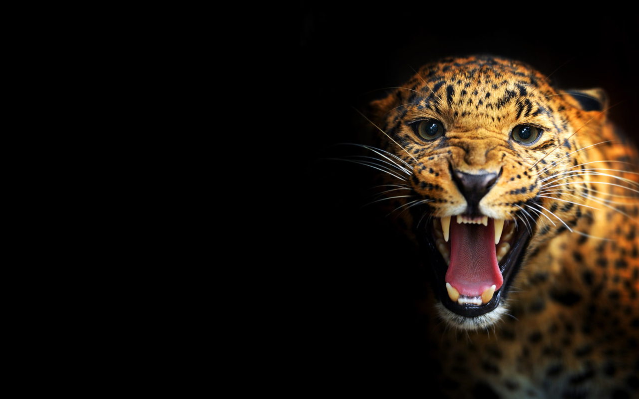 Леопард на черном фоне