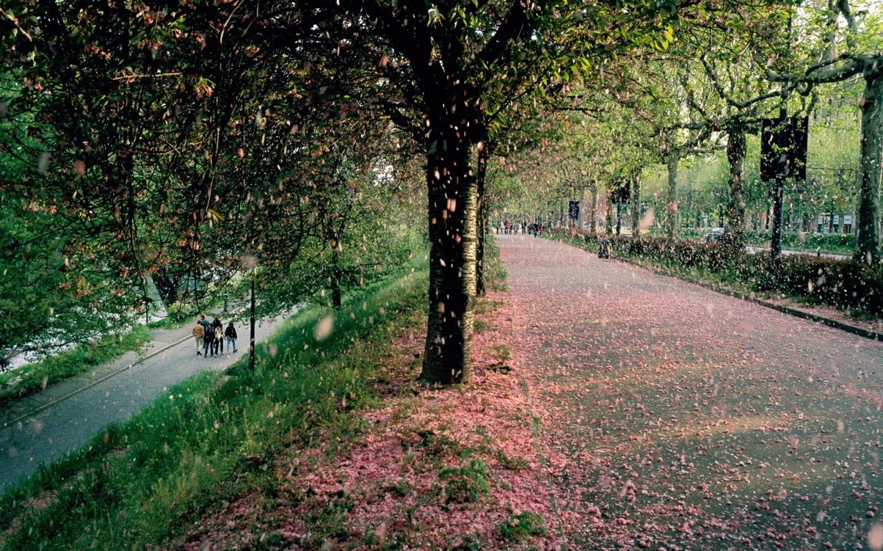 Тополиный пух