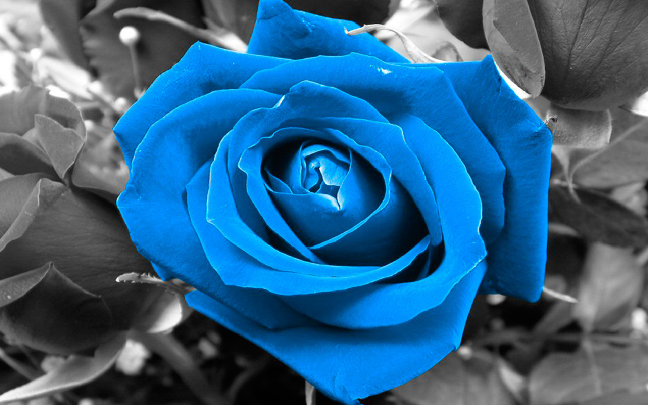 Синяя роза на чёрно-белом фоне