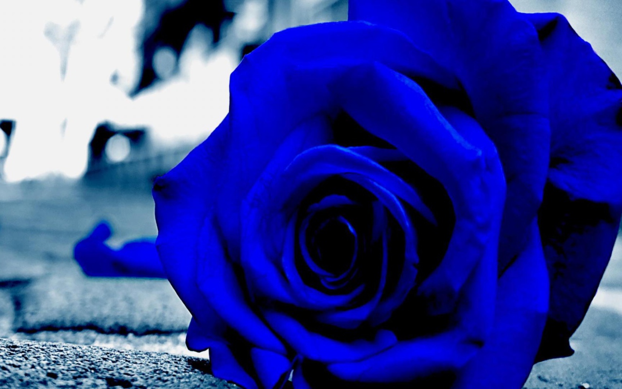 Синяя роза на асфальте