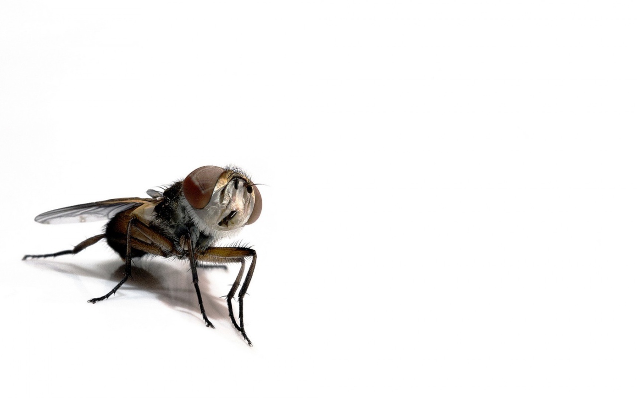 Насекомое на белом фоне