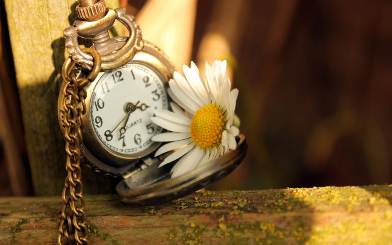 Часы и ромашка