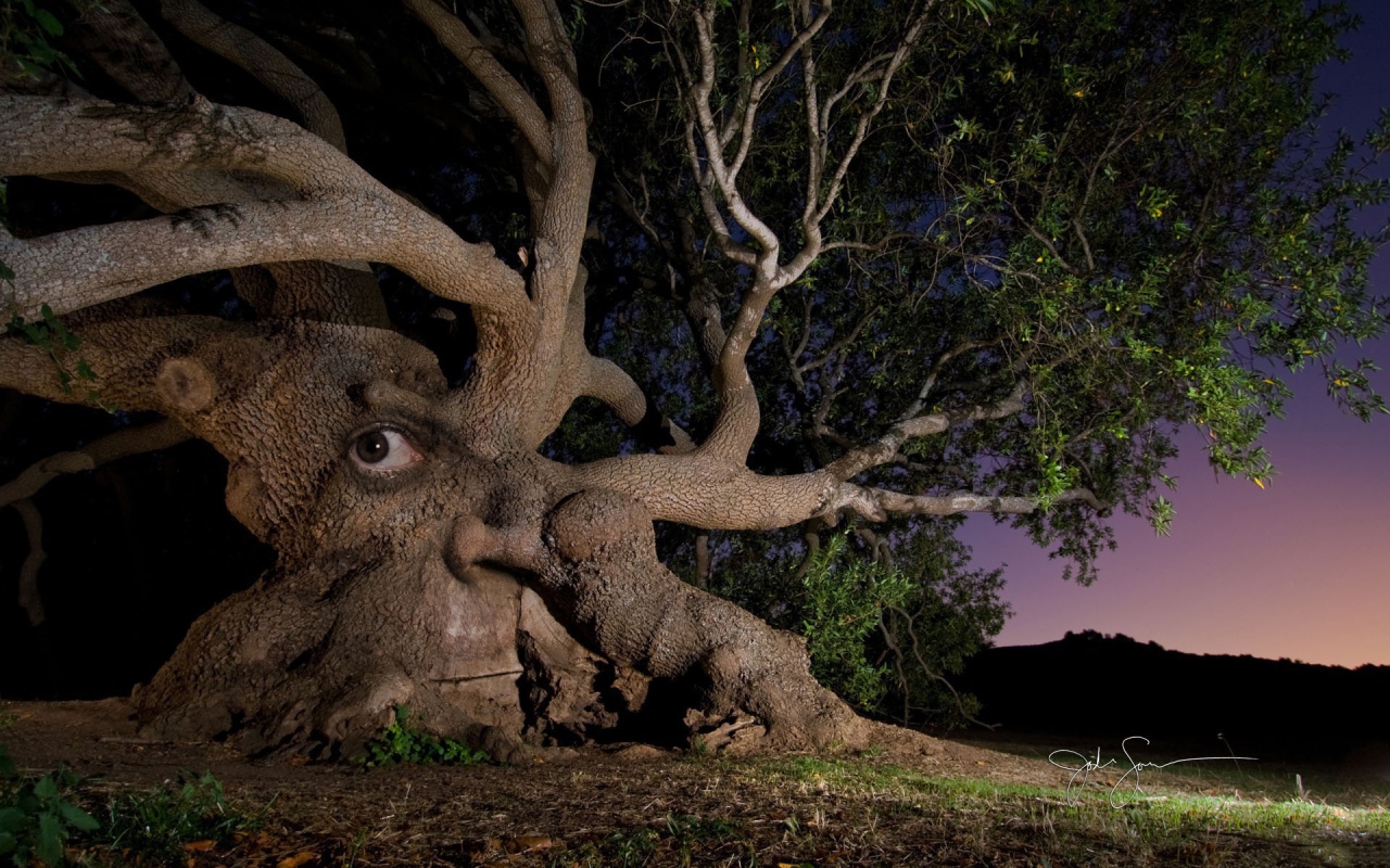 Дерево с глазом