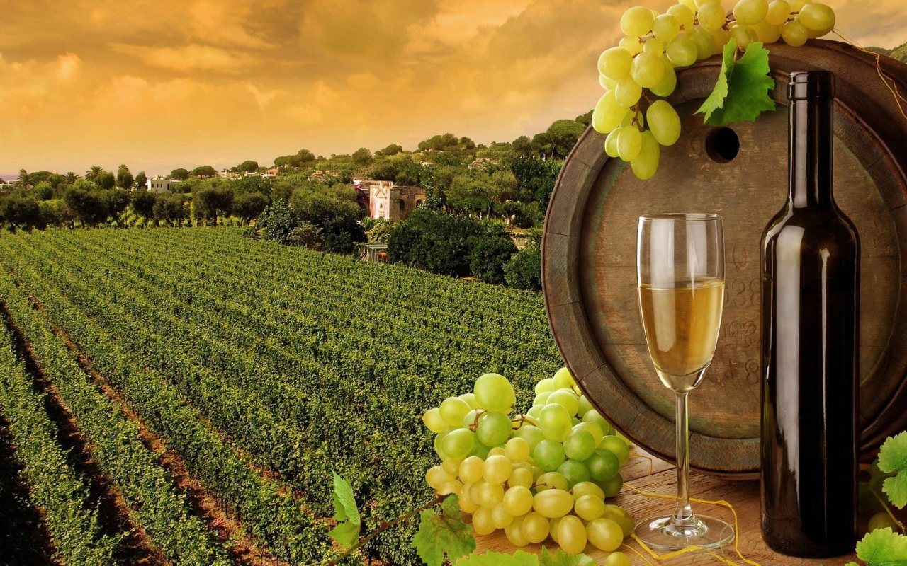 Виноградник и вино в бутылке