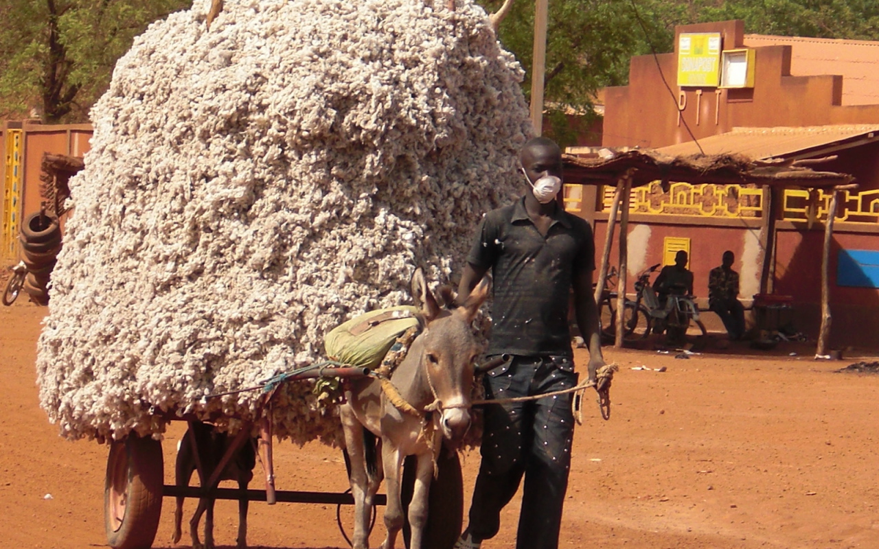 Маленький осел везет большой воз