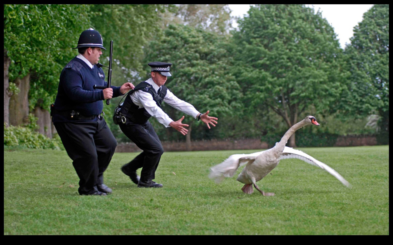 Полиция ловит гуся