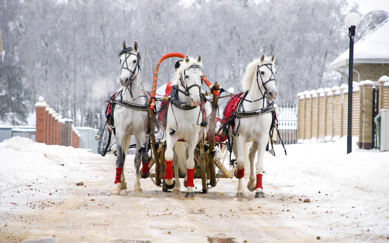 Русская тройка на Масленицу