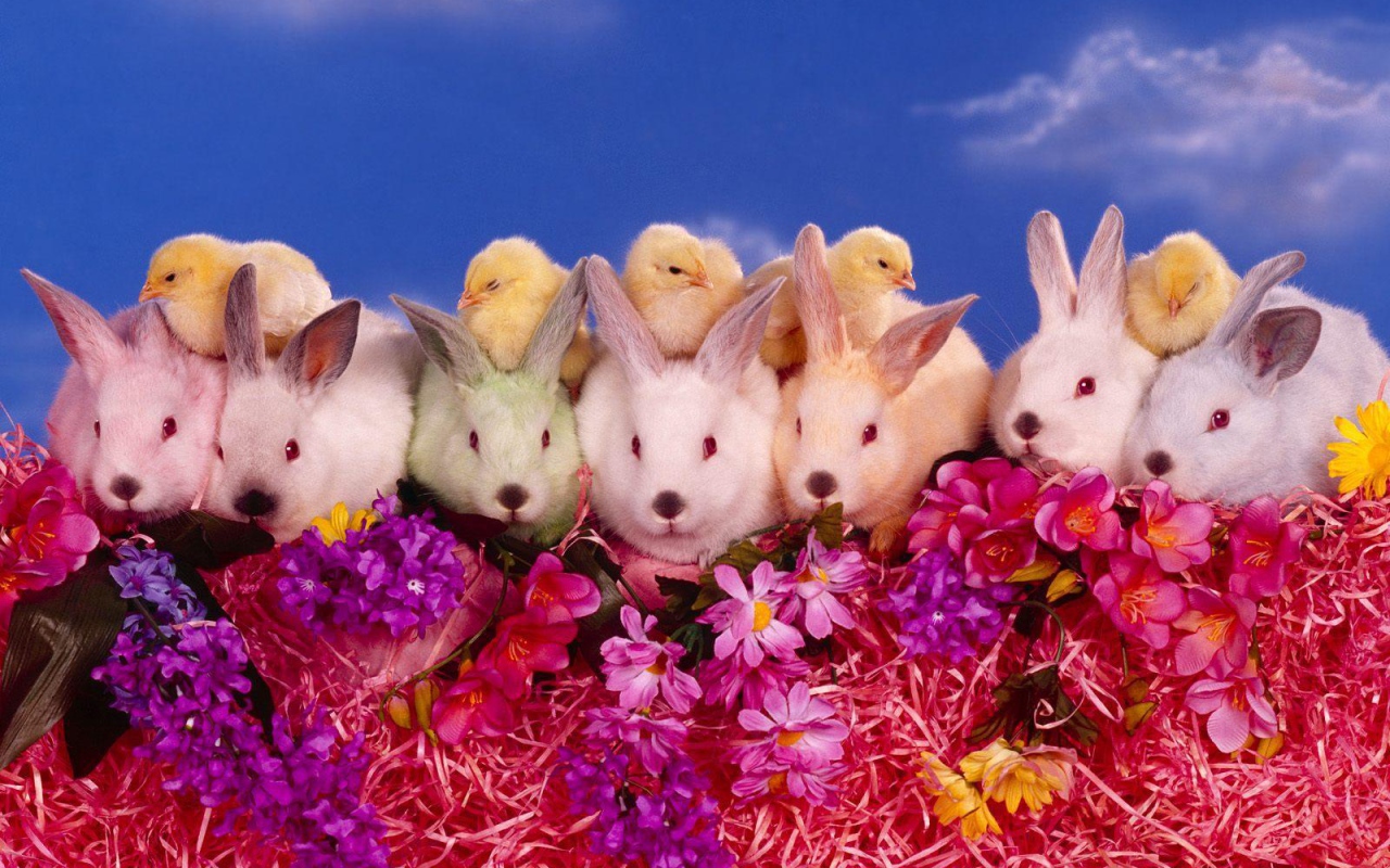 Цыплята и кролики на Пасху