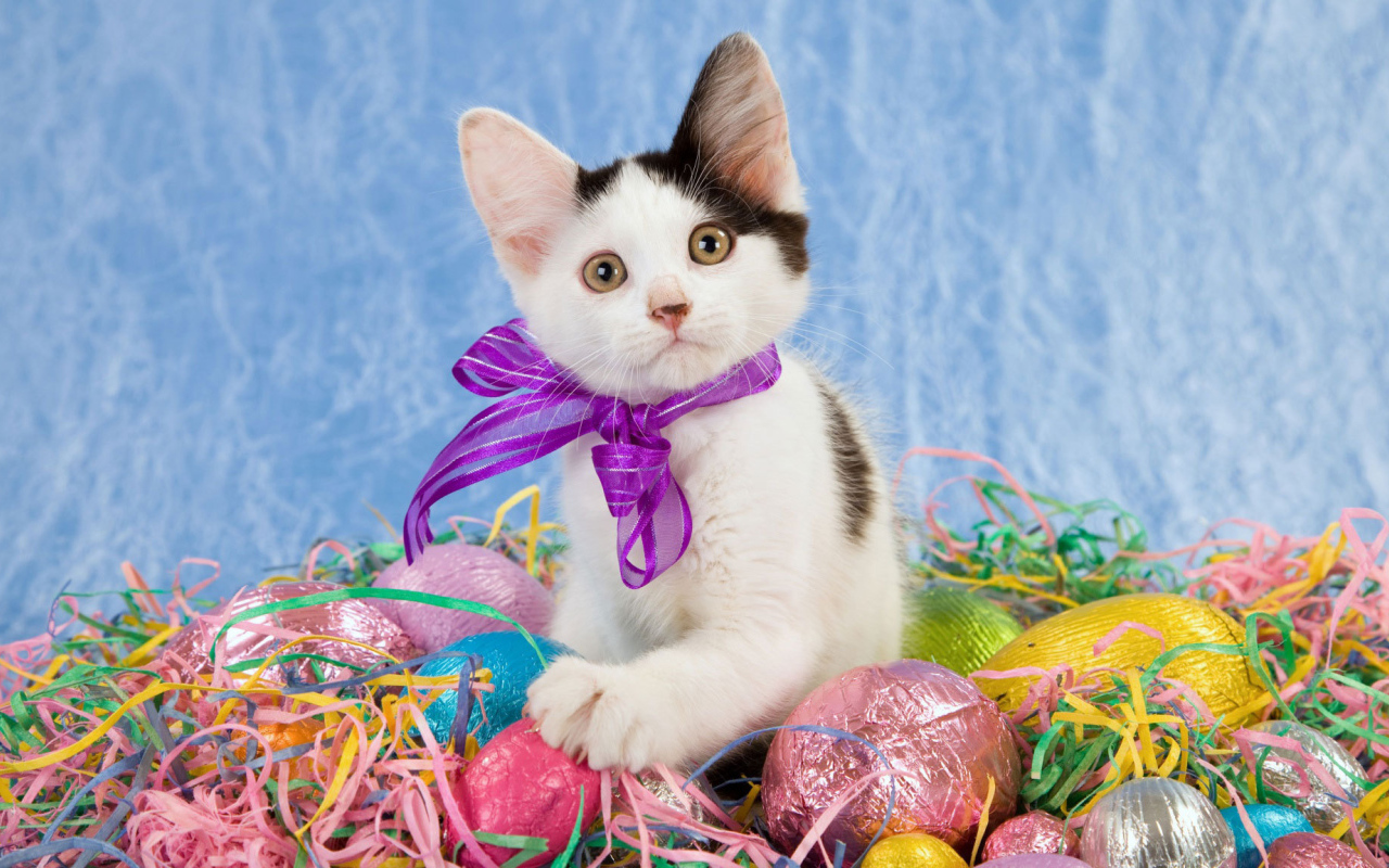 Котенок среди яиц на Пасху
